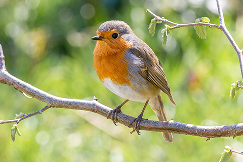 Nourrir les oiseaux